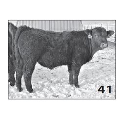Lot - 41