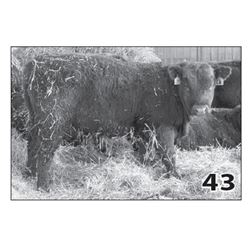 Lot - 43 (High Performer)