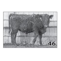 Lot - 46 (High Performer)