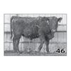 Image 1 : Lot - 46 (High Performer)