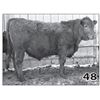 Image 1 : Lot - 48