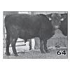 Image 1 : Lot - 64