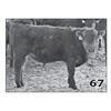 Image 1 : Lot - 67