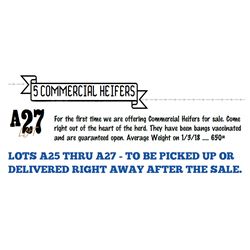 Score Angus - 5 Commercial Heifers