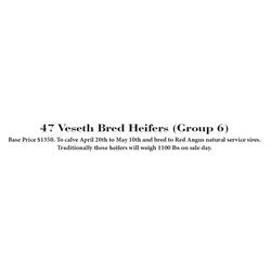 Lot - 96 (47 Veseth Bred Heifers)