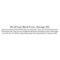 Lot - 100 (46 Late Bred Cows)