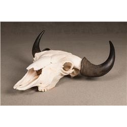 Buffalo Skull, 26"