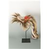 Image 1 : Southern Plain's Man's Roach