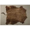 Image 5 : Painted Buffalo Robe
