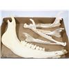 Image 1 : LOT OF DEER & ELK JAWBONES UNAUTHENTICATED