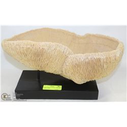 LARGE WHITE NATURAL CORAL ON STAND  16"X9"