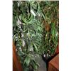 Image 1 : THREE FIVE FOOT SILK PLANTS