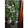 Image 2 : THREE FIVE FOOT SILK PLANTS
