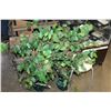 Image 1 : THREE SILK PLANTS