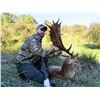 Image 1 : NEW ZEALAND FALLOW BUCK HUNT WITH RED STAG CREDIT FOR 1 HUNTER & 1 NON-HUNTER