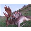 Image 2 : NEW ZEALAND FALLOW BUCK HUNT WITH RED STAG CREDIT FOR 1 HUNTER & 1 NON-HUNTER