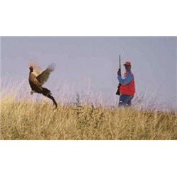 WISCONSIN PHEASANTS FOR 4