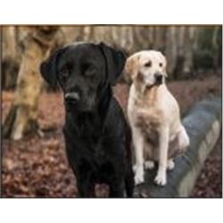 WISCONSIN 25 BIRD PHEASANT FOR 4