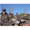Image 2 : ARIZONA ARCHERY MULE DEER
