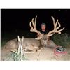 Image 4 : ARIZONA ARCHERY MULE DEER