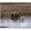 Image 4 : ALASKA BROWN BEAR