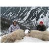 Image 1 : 10 DAY 1X1 MOUNTAIN GOAT FOR 1 HUNTER