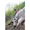 Image 3 : 10 DAY 1X1 MOUNTAIN GOAT FOR 1 HUNTER