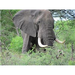 ZIMBABWE NON-TROPHY BULL ELEPHANT CULL SAFARI