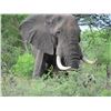 Image 1 : ZIMBABWE NON-TROPHY BULL ELEPHANT CULL SAFARI