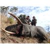 Image 4 : ZIMBABWE NON-TROPHY BULL ELEPHANT CULL SAFARI