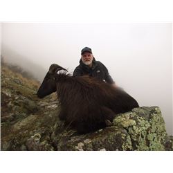 NEW ZEALAND BULL TAHR