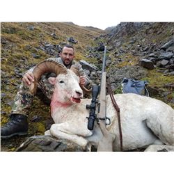 ALASKAN DALL SHEEP