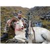 Image 1 : ALASKAN DALL SHEEP