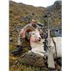 Image 2 : ALASKAN DALL SHEEP