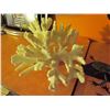 Image 2 : 4 decorative pieces- 2 lizards, coral statue