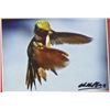 Image 8 : 3 Hummingbird Archival Prints by John Wachholz