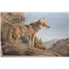 Image 2 : EVENING CALM COYOTE  24545