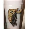 Image 2 : Jaw Bone War Club Display