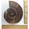 Image 1 : 1 - LARGE SPLIT NATURAL AMMONITE