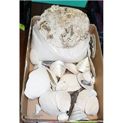 LOT OF MIXED SHELLS AND SAND FOR ART - CENTER