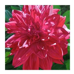 Crimson Glory by Davis, Brian