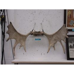 Set of Genuine Moose Horns