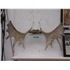 Image 1 : Set of Genuine Moose Horns