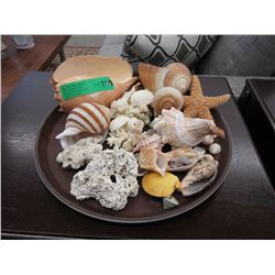 Collection of Assorted Sea Shells