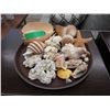 Image 1 : Collection of Assorted Sea Shells