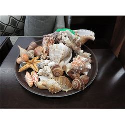 Collection of Assorted Sea Shells