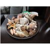 Image 1 : Collection of Assorted Sea Shells