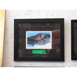 Richard Shorty Framed Print "Mountain Lion"