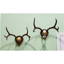 TWO MOUNTED DEER ANTLERS