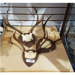 3 MOUNTED ANTLER SETS